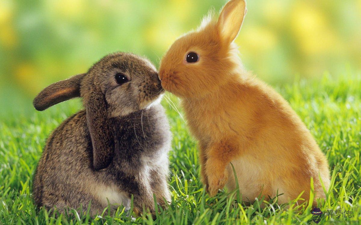 3、99年兔男和99年兔女婚配如何:99年二日二十的兔男和99年三月十五的兔女婚配嗎？