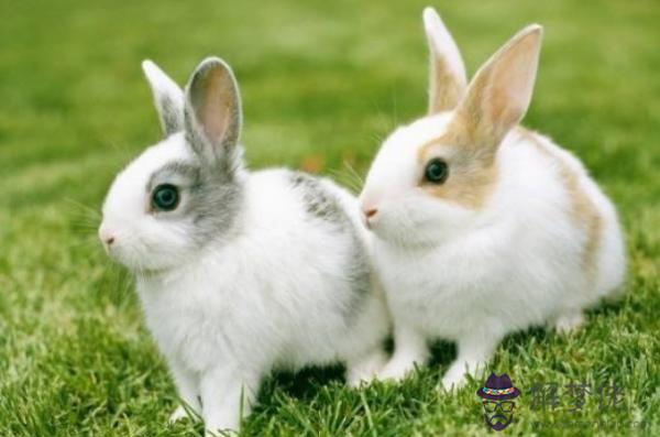 2、屬兔的女性和屬啥的不能婚配:屬兔和什麼屬相比較相配