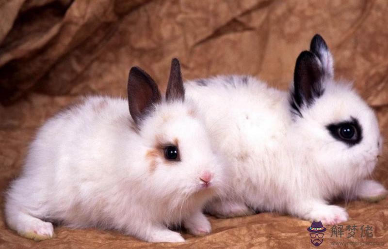 4、屬兔的女性和屬啥的不能婚配:女屬兔的和什麼屬相最配
