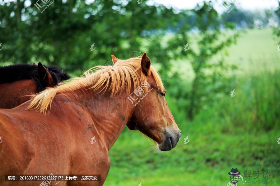 7、72年和78年的馬女婚配如何:78年屬馬和72年屬鼠結婚好嗎