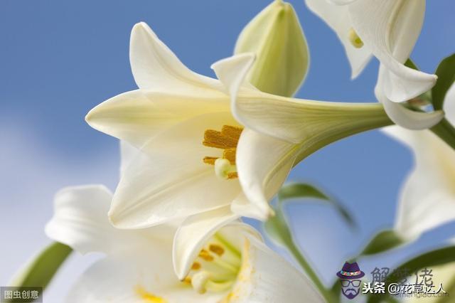 象征白羊座的花，白羊座喜歡什麼花