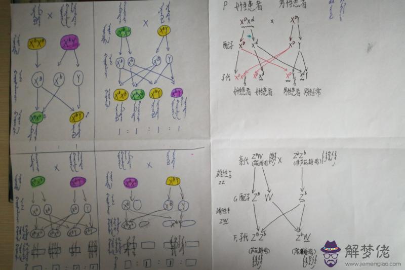 5、人類紅綠色盲四種婚配遺傳圖解:人類紅綠色盲遺傳規律