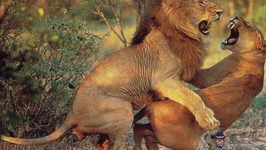 3、豹子男和獅子女婚配嗎:母獅子與公豹子能成功嗎？