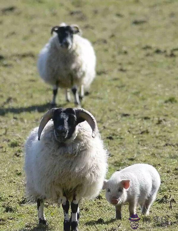 4、屬羊與屬屬豬婚配好不好:屬羊女和屬豬男相配嗎