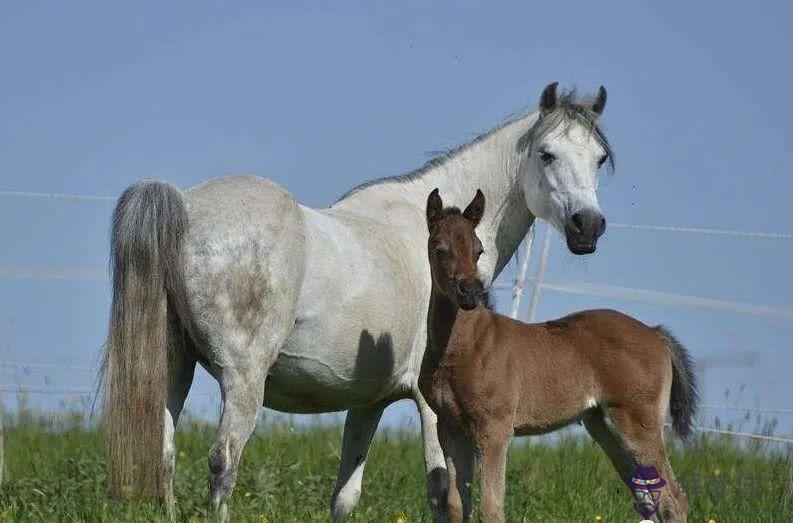 3、女生肖犬與馬婚配好嗎:男屬馬和女屬狗相配嗎？