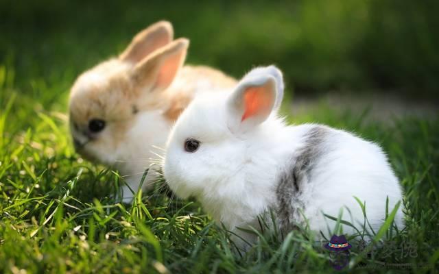 2、屬兔的最適合跟什麼屬相做朋友:屬兔配什麼生肖最合適
