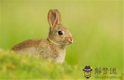 4、屬兔的最適合跟什麼屬相做朋友:屬兔與什麼生肖配最合適