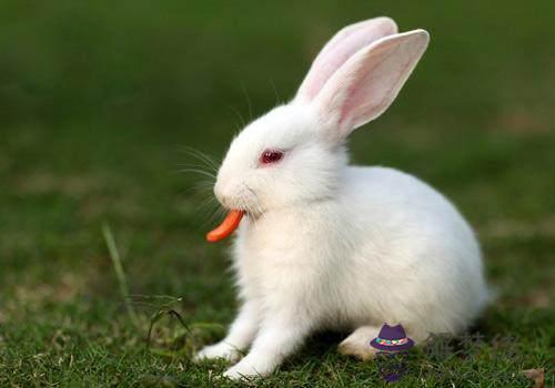3、屬兔的最適合跟什麼屬相做朋友:屬兔的和什麼屬相合作**