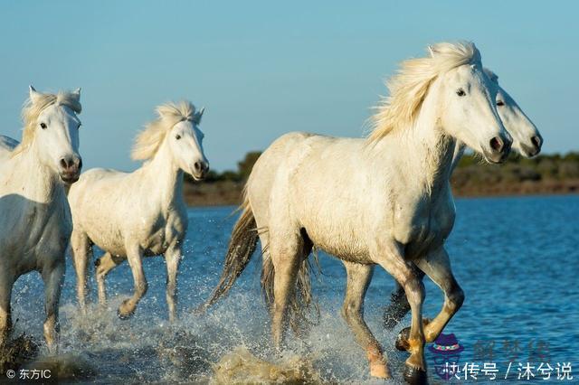 4、屬馬的生什麼屬相的寶寶有講究嗎:兩人都屬馬,適合生個什麼屬相的寶寶