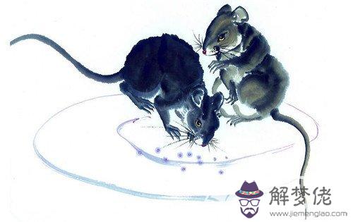 男狗和女鼠的屬相合不合：屬鼠的和屬狗的配嗎？女屬鼠和男屬狗配嗎？