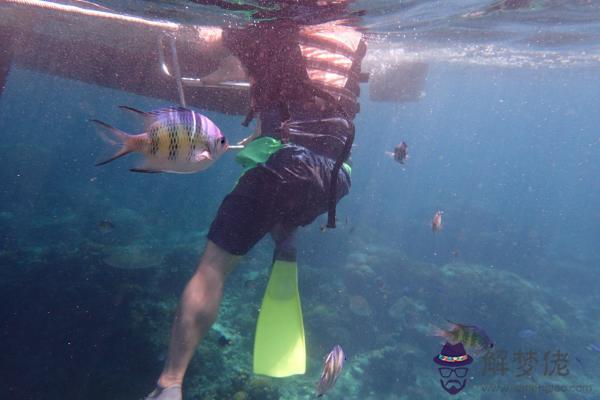 女人夢見好多魚死的活的都有：夢見很多魚，有活的有死的