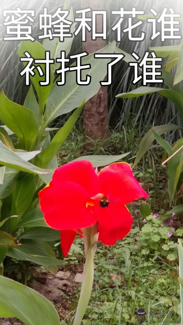 八字殺旺傷官見官