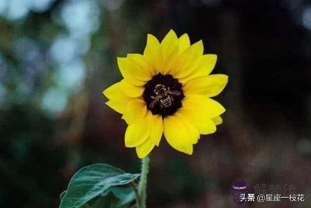 天秤座和什麼星座配對指數更高，天秤座的十大缺點