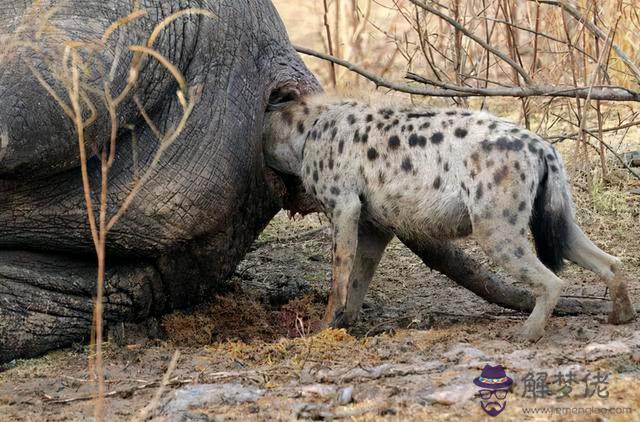 獅子跟鬣狗是死對頭麼，鬣狗為什麼不敢掏雄獅