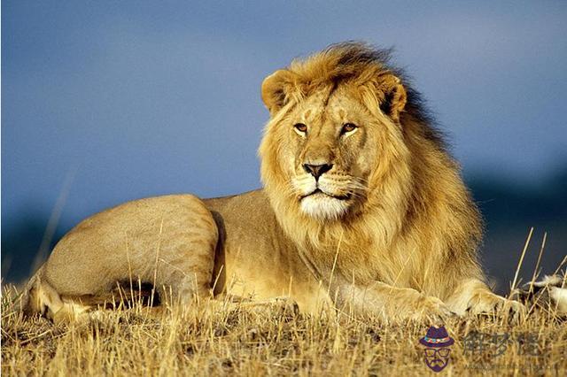 獅子受傷了為什麼會離開，獅群里有幾只公獅子