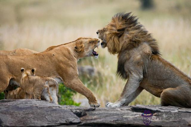 獅子受傷了為什麼會離開，獅群里有幾只公獅子