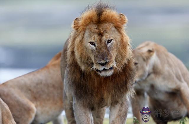 獅子為什麼殺同類，獅子為什麼吃同類