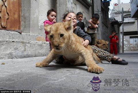 夢到養獅子當寵物，夢見自己養了一頭獅子很溫順