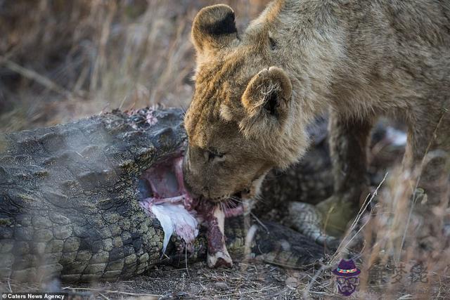 獅子獵殺鱷魚視頻，鱷魚被獅子活活咬死