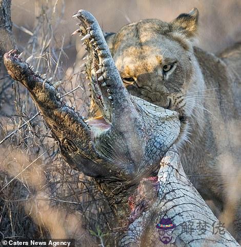 獅子獵殺鱷魚視頻，鱷魚被獅子活活咬死