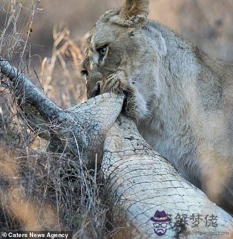 獅子獵殺鱷魚視頻，鱷魚被獅子活活咬死