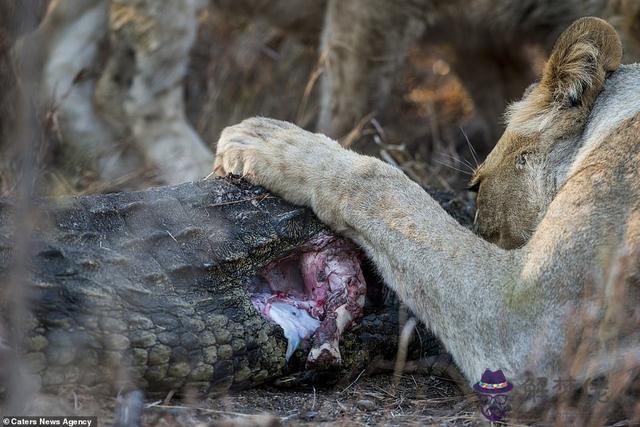 獅子獵殺鱷魚視頻，鱷魚被獅子活活咬死