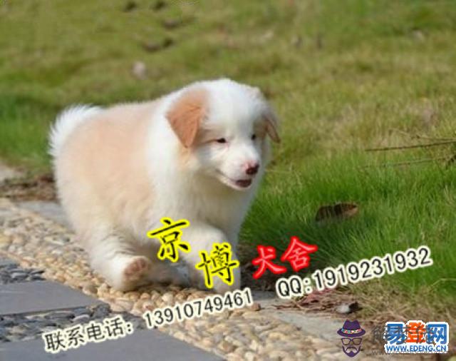 國內更好的邊牧犬舍，白金漢宮邊牧犬舍官