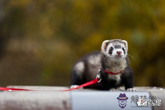 2星座喜歡什麼動物，十二星座誰最美排名榜"