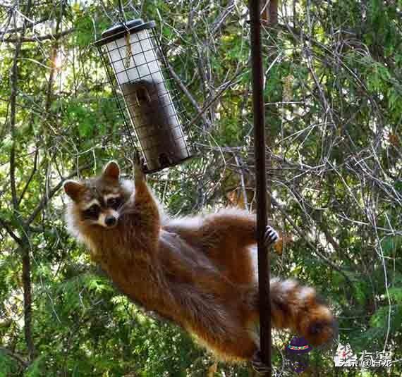 十二星座最喜歡養什麼動物，12星座的專屬貓咪