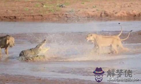 獅子座女佩戴什麼好，獅子座佩戴什麼飾品