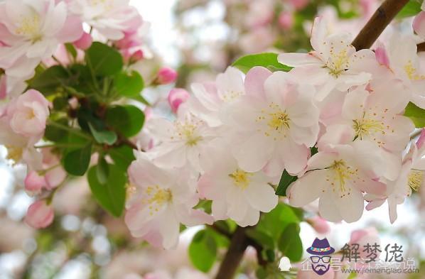 桃花極旺的八字，桃花旺的女人八字特點