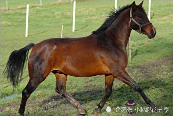 66年屬馬54歲命中注定，67年羊人2021年桃花運