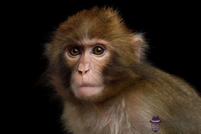 屬猴子孫屬相哪個最好，早上的猴子和哪個屬相更合?