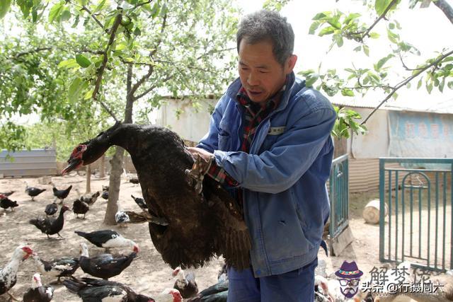 什麼屬相可以放養動物