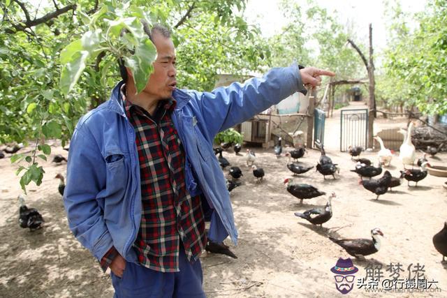 什麼屬相可以放養動物