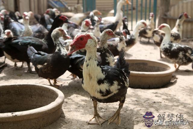 什麼屬相可以放養動物