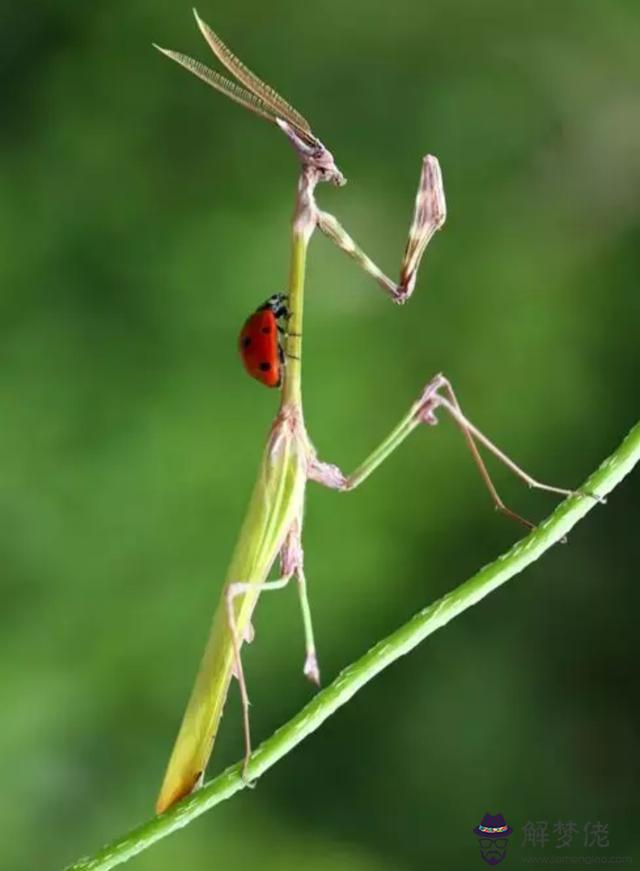 生肖屬猴相合和不合的屬相