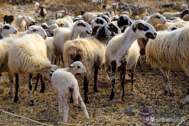 最好的羊品種養羊與屬相有關系嗎