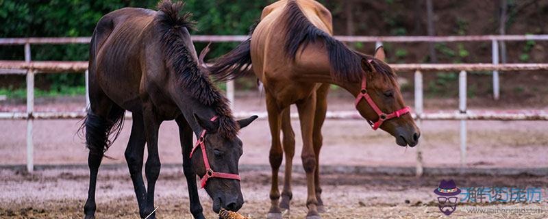 1、農歷8月屬馬的年運勢:屬馬人今年運勢年每月運勢