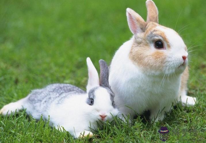 1、請問屬兔和什麼屬相做夫妻**:屬兔的和什麼屬相最配最合適呢
