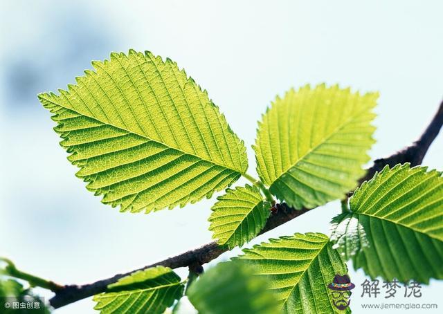 算命先生說我是柏樹什麼意思