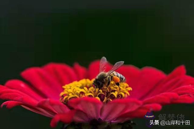 雙向星座巨蟹獅子座，巨蟹獅子座太可怕了