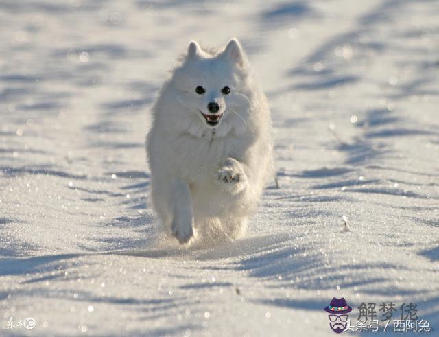 獅子座女生沉默代表什麼，獅子座女生拒絕你的表現