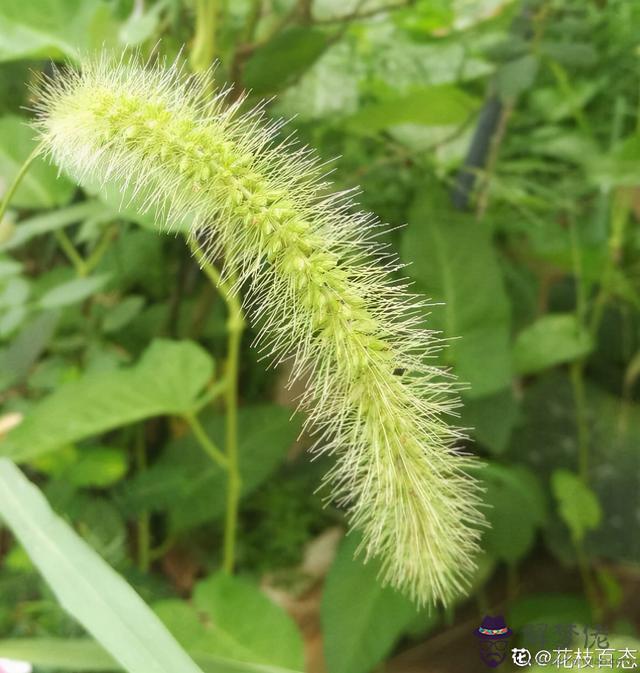 屬兔女戴什麼屬相最配