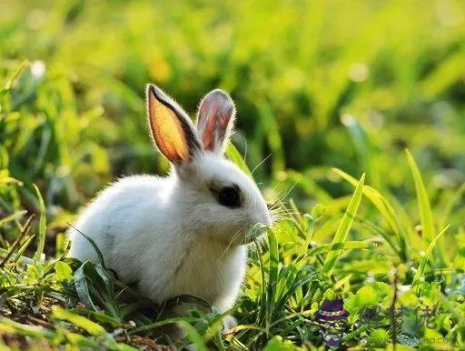 屬兔的和哪個屬相和財