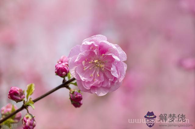 摩羯座今年桃花運勢，摩羯座今年愛情運勢