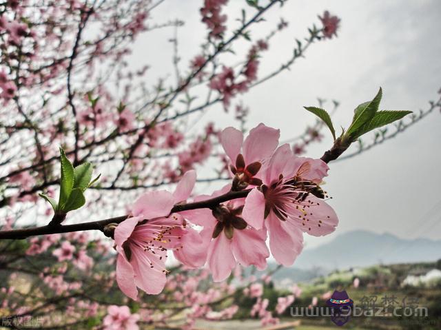 摩羯座今年桃花運勢，摩羯座今年愛情運勢