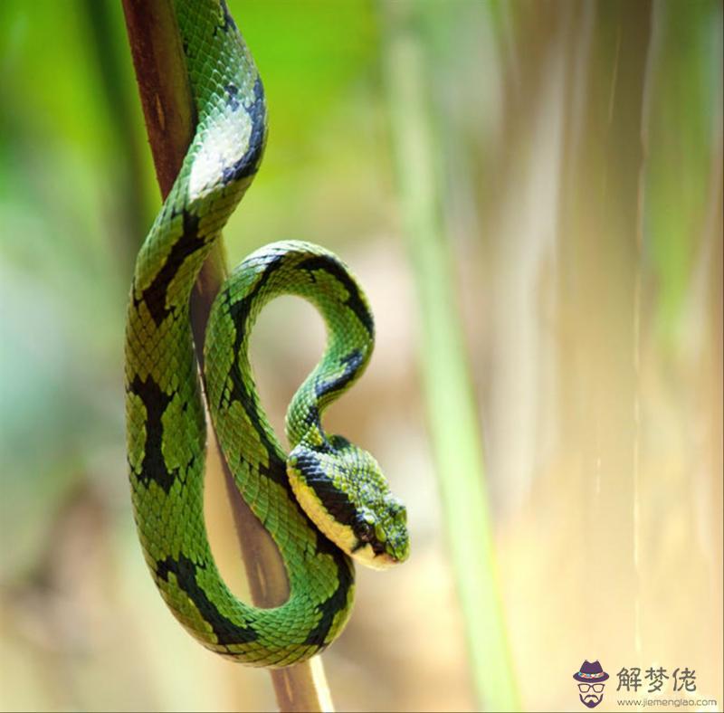 屬蛇和屬羊的婚姻相配嗎 屬蛇為什麼怕屬羊的人  