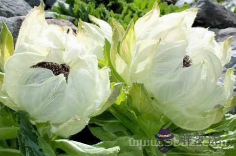 2月2日生日花：雪蓮花