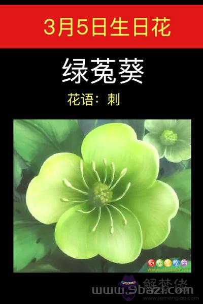 3月5日生日花：綠菟葵